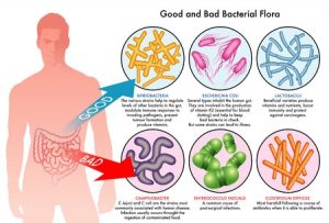 29466432 - intestinal bacterial flora