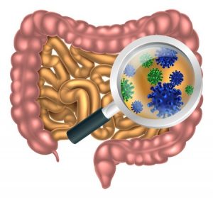 48126707 - magnifying glass focused on the human digestive system, digestive tract or alimentary canal showing bacteria or virus cells. could be good bacteria or gut flora such as that encouraged by pro biotic products and foods