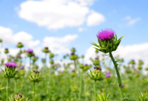 46298338 - field with silybum marianum milk thistle , medical plants.